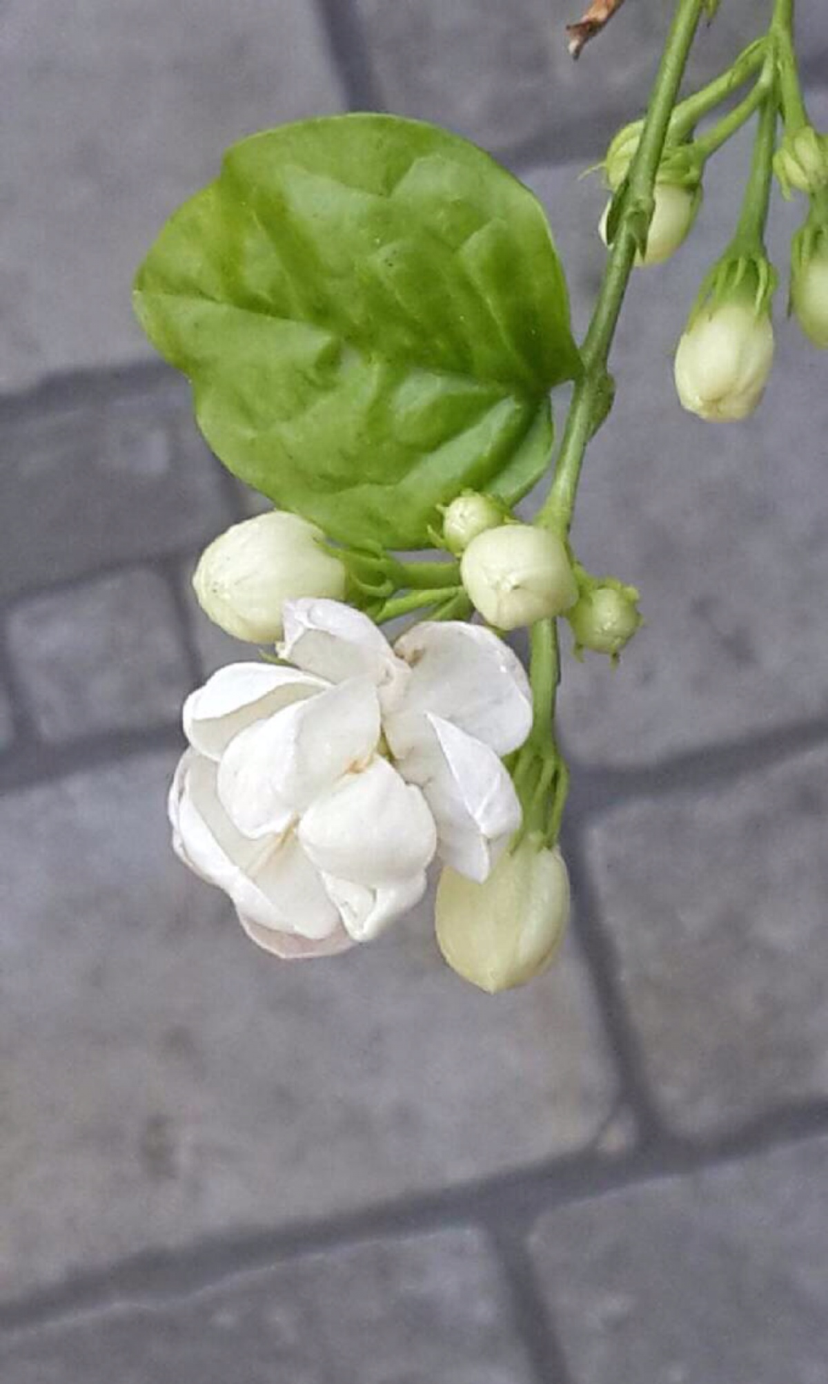 茉莉花 堆糖,美图壁纸兴趣社区