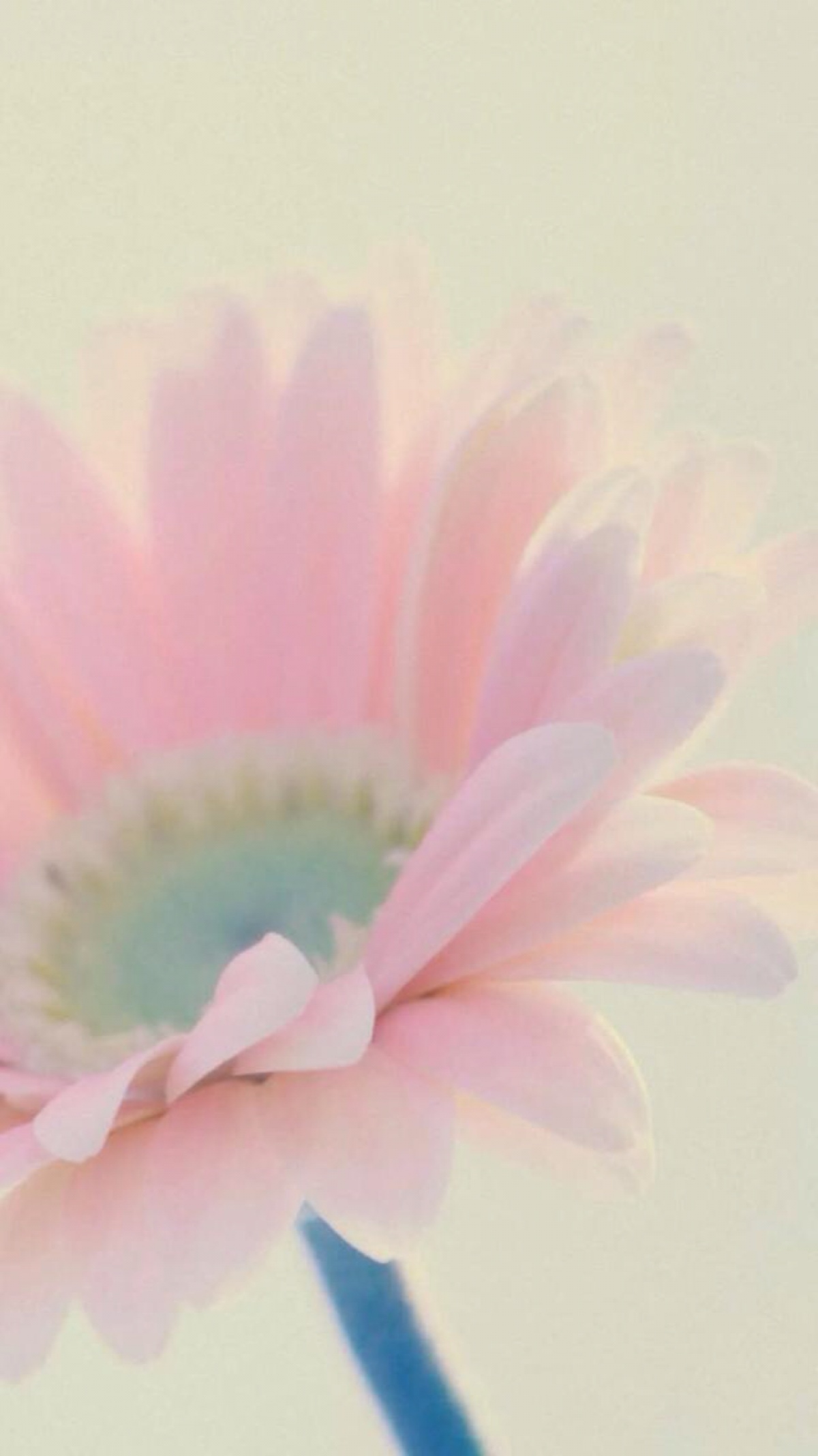 苹果6壁纸'花