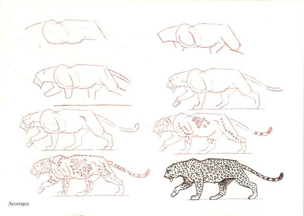 美洲豹画法图片