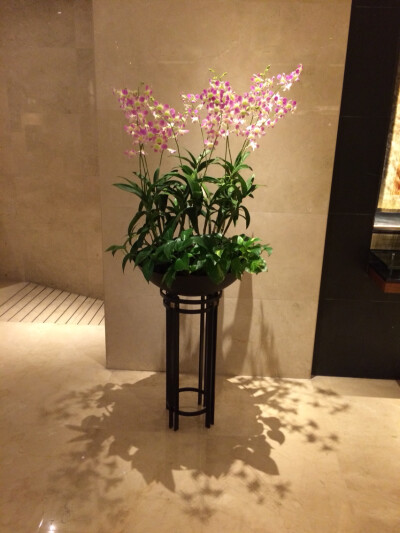 胡姬花