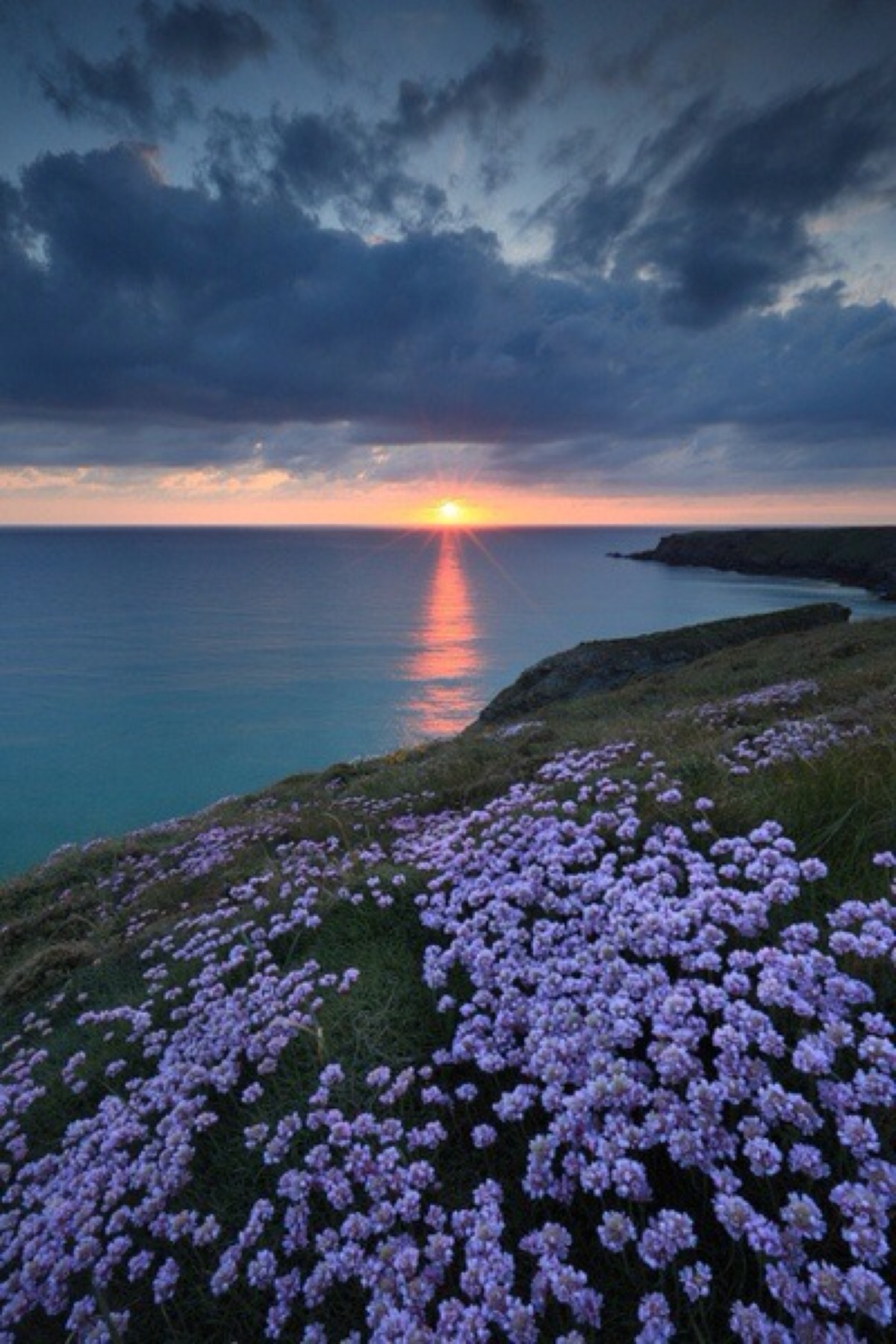 大海和花的唯美图片图片