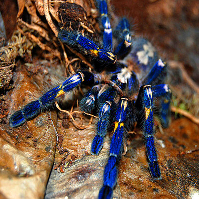 "cobalt blue" tarantula(钴蓝**蛛),特别凶猛,生活在热带森林里广阔