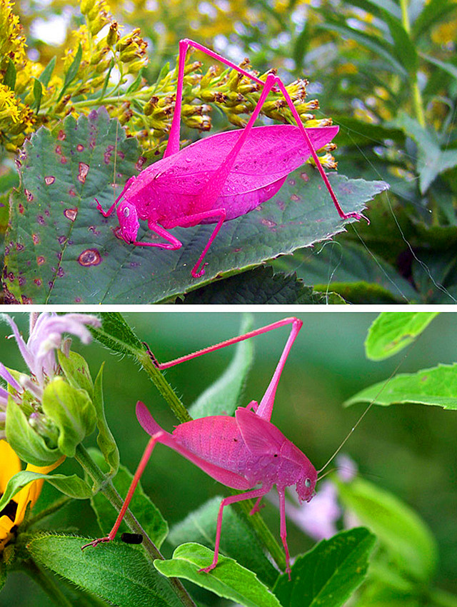 pink katydid(粉红蝈蝈),比花儿还鲜艳