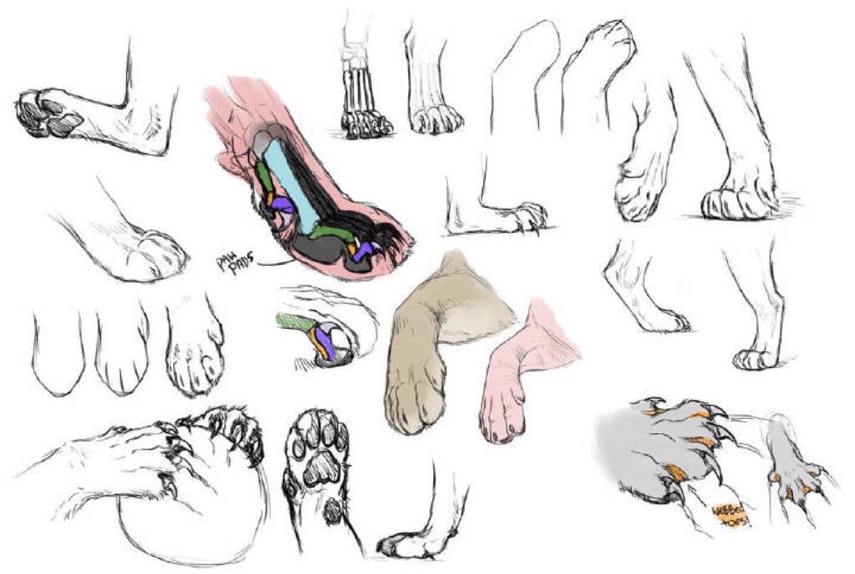 食肉动物的脚部怎么画图片