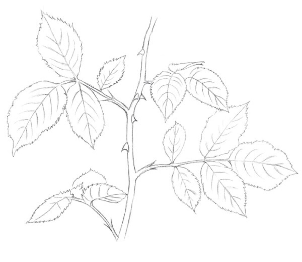 在画叶片时一定要注意不同角度叶片的画法,而且不要忘记画出叶片上的