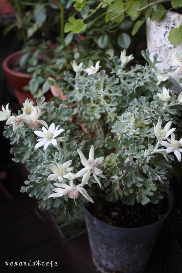 法兰绒花actinotushelianthi伞形科辐射芹属