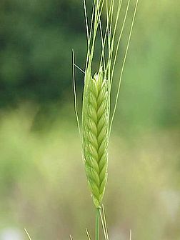 一粒小麦 triticum monococcum ,禾本科小麦属.