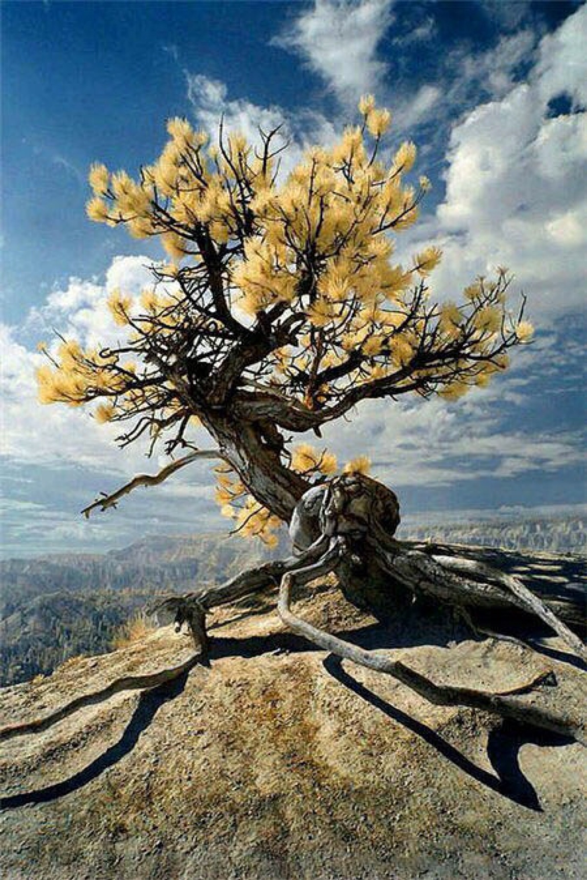 生命之树,在于根的顽强,枝的不挠,叶的坚强和花的迸发!