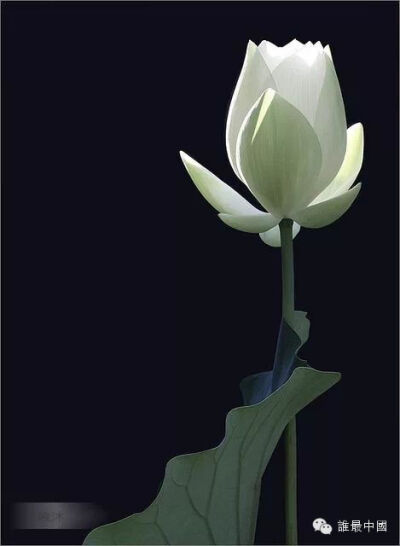 禅意 莲花图片