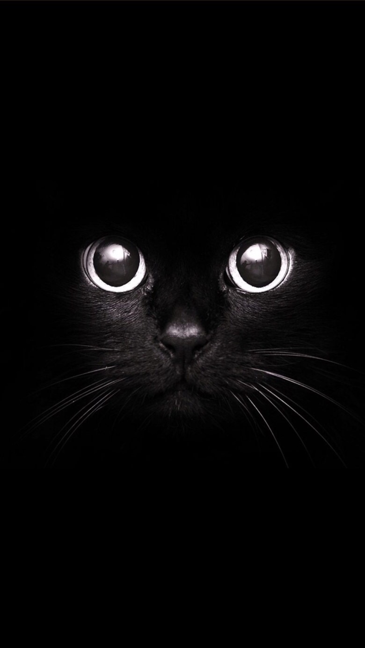 黑猫3 