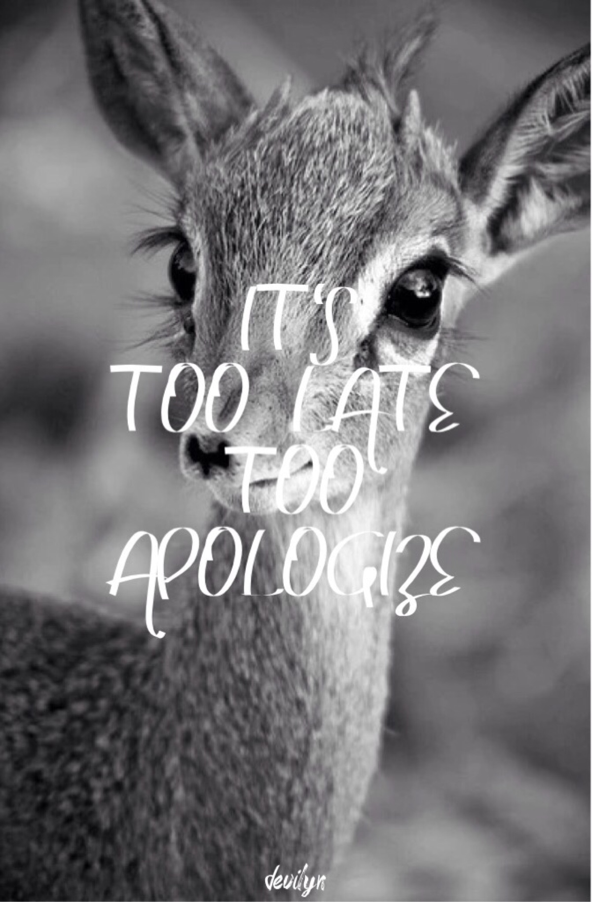 文字句子 英文 iphone壁纸 文艺 动物 原创 风景 清新 可爱 有爱