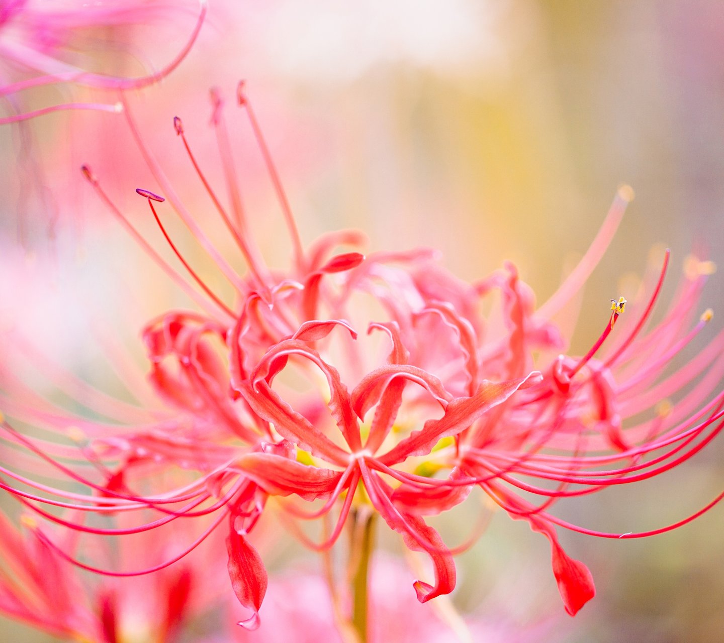 黄泉之花