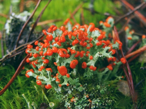 菊花石蕊 cladonia bellidiflora,石蕊科石蕊属.