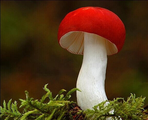 fwist  2014年11月23日 22:16   关注  真菌 蘑菇 评论 收藏