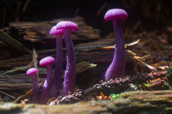 紫蜡蘑laccariaamethystina
