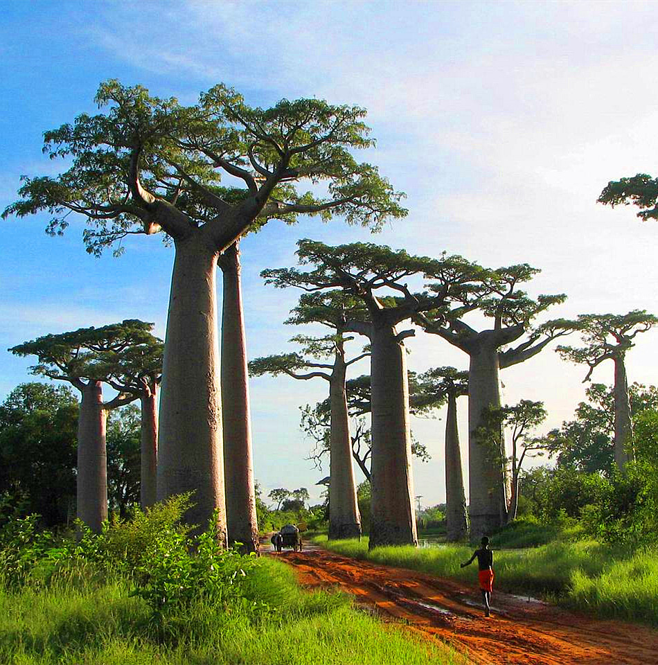 非洲草原最常见的树图片