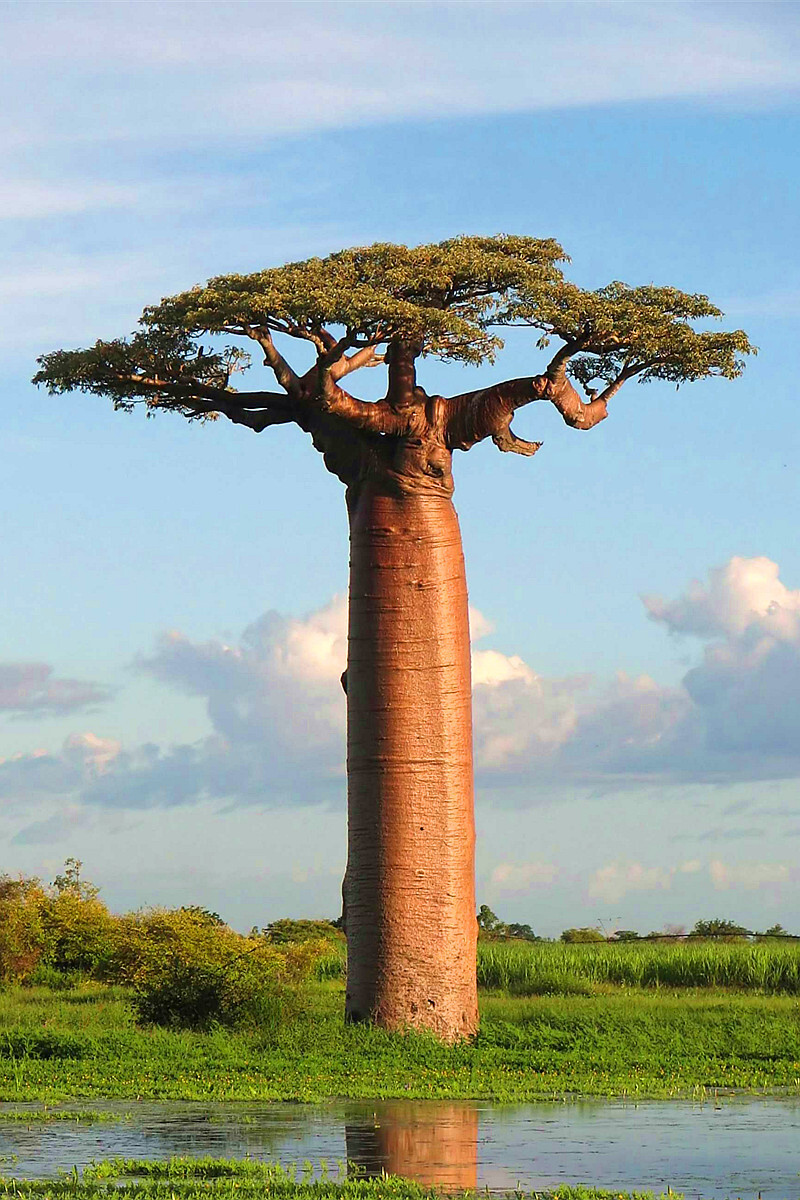 非洲猴面包树又叫波巴布树,猢狲木或酸瓠树,是大型落叶乔木