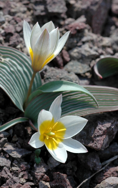 波叶郁金香 tulipa regelii ,郁金香属.原产天山山脉.