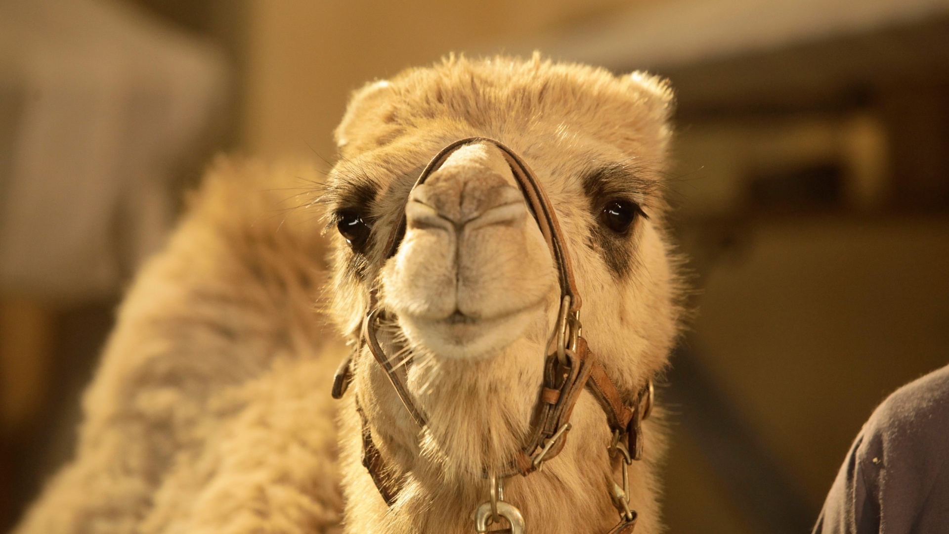 好喜欢眼睛 表情好萌萌哒的骆驼
