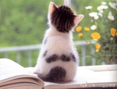 小奶猫的背影