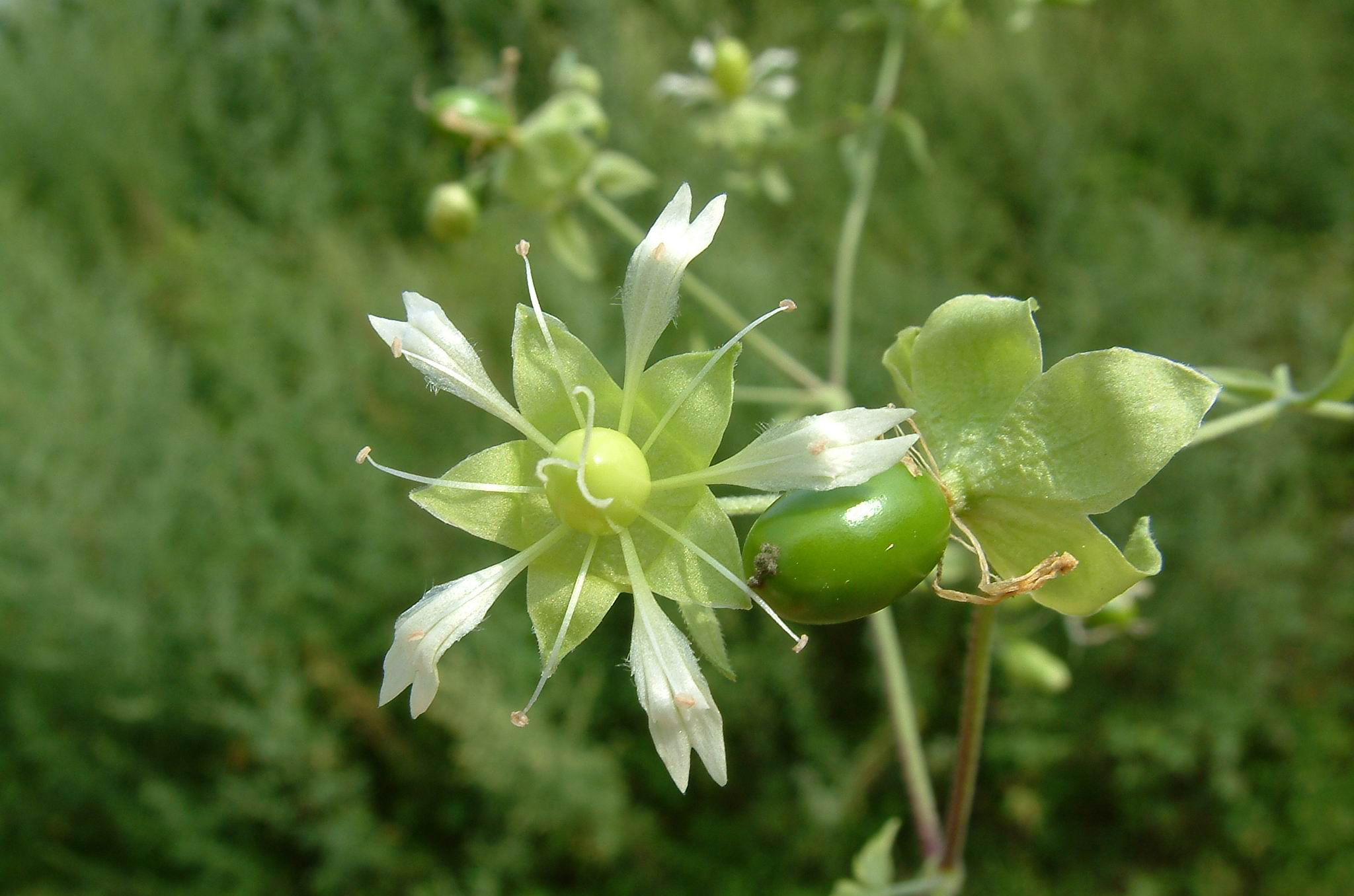 狗筋蔓 cucubalus baccifer ,石竹科狗筋蔓属