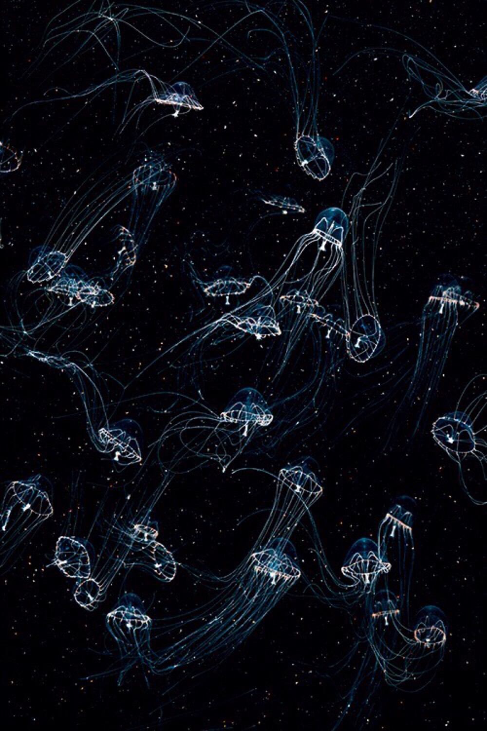 海底生物 - 堆糖,美图壁纸兴趣社区