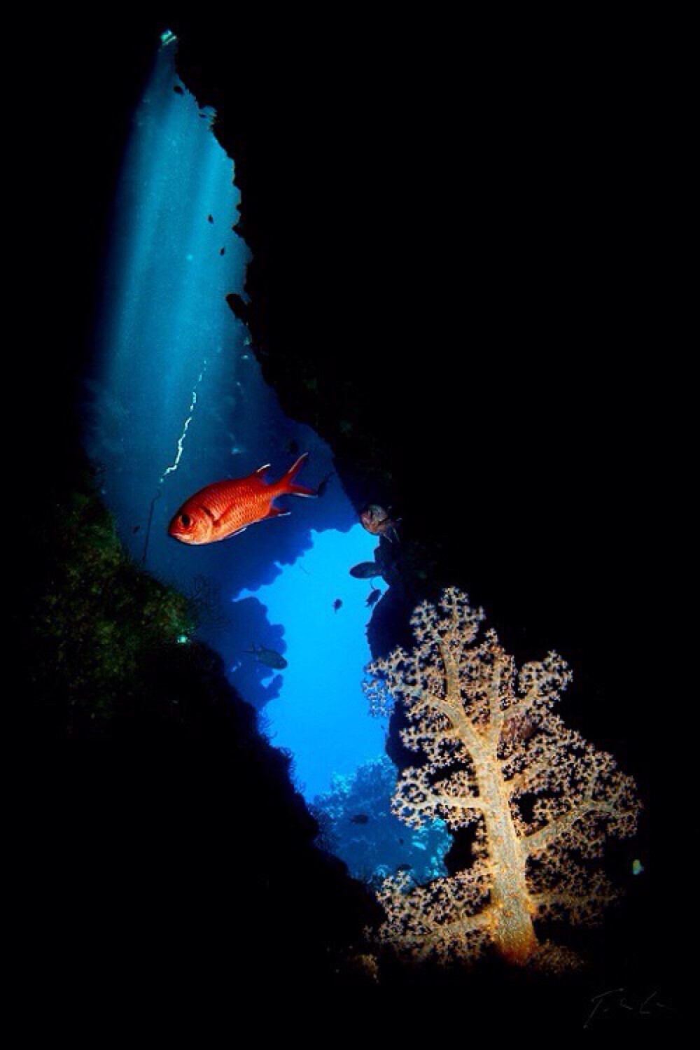 海底生物 - 堆糖,美图壁纸兴趣社区