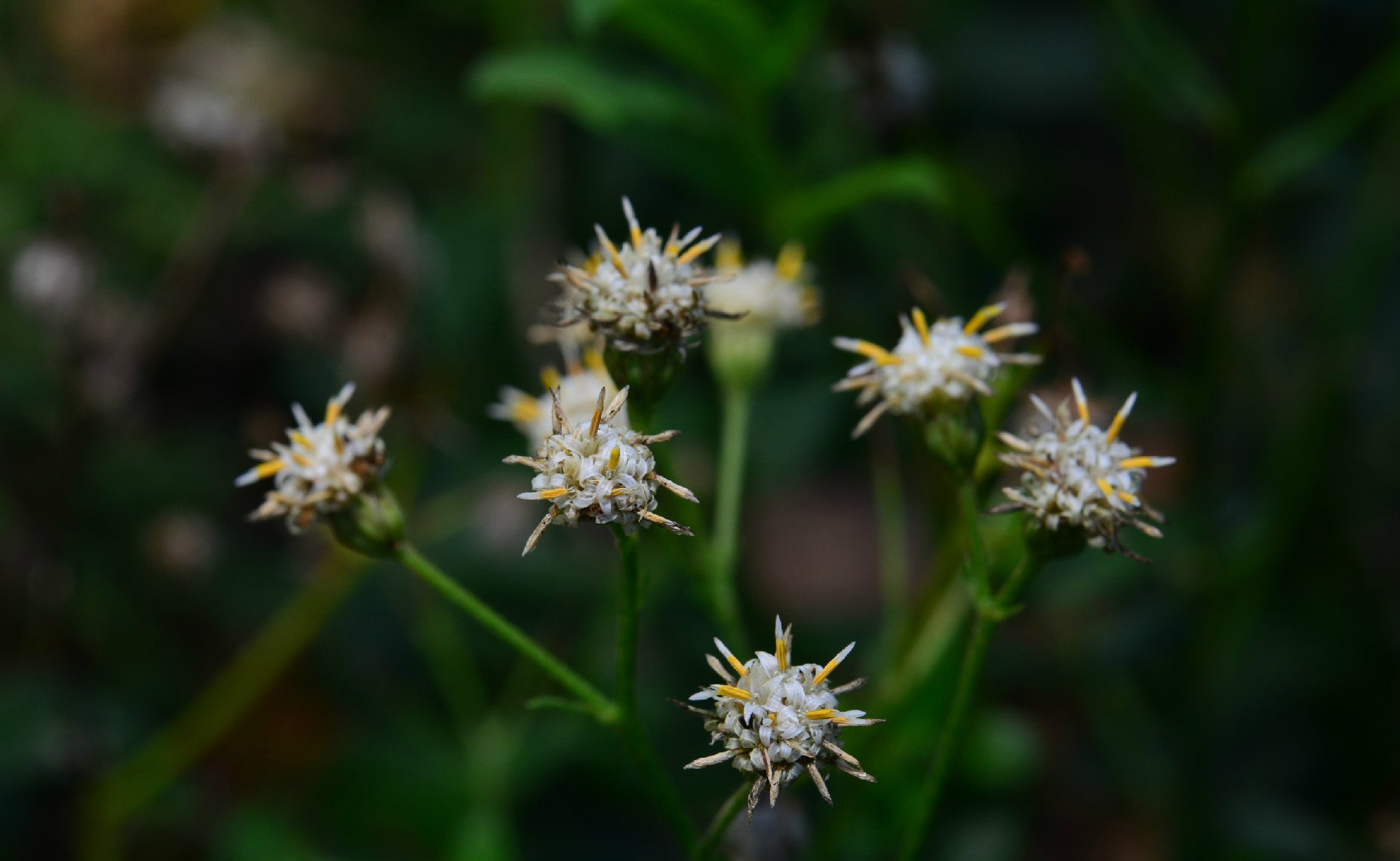 baccharis racemosa ,菊科酒神菊属联合雄蕊看起来太抢眼球了