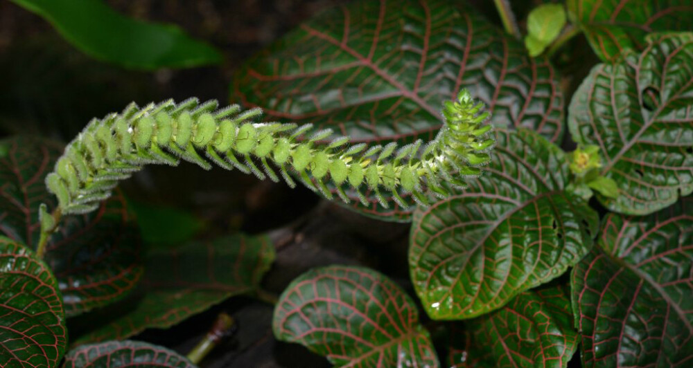 fittoniagigantea爵床科网纹草属