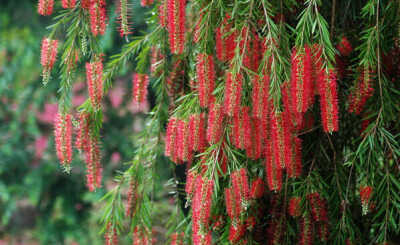 红千层 callistemon rigidus,桃金娘科红千层属