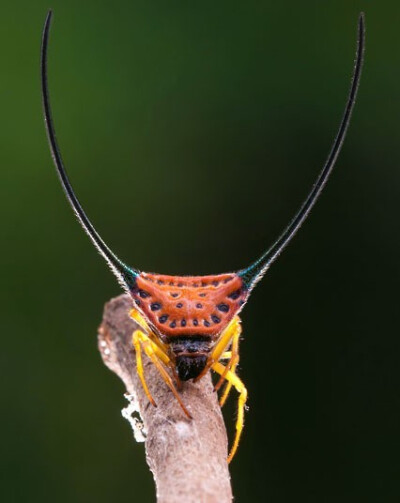 弓长棘蛛 macracantha arcuata