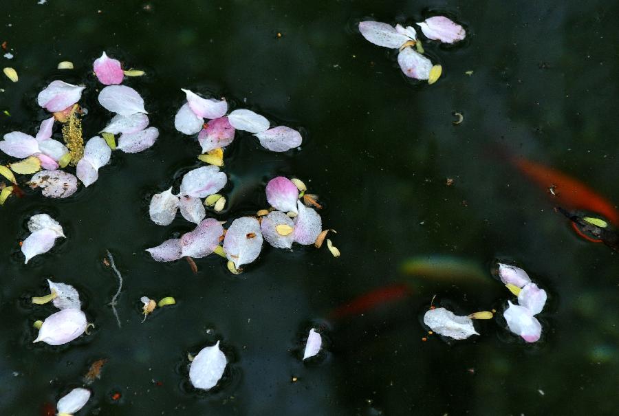 花伤感流水图片