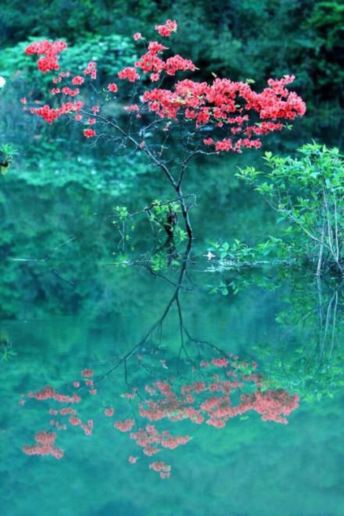 水中花 林子版图片