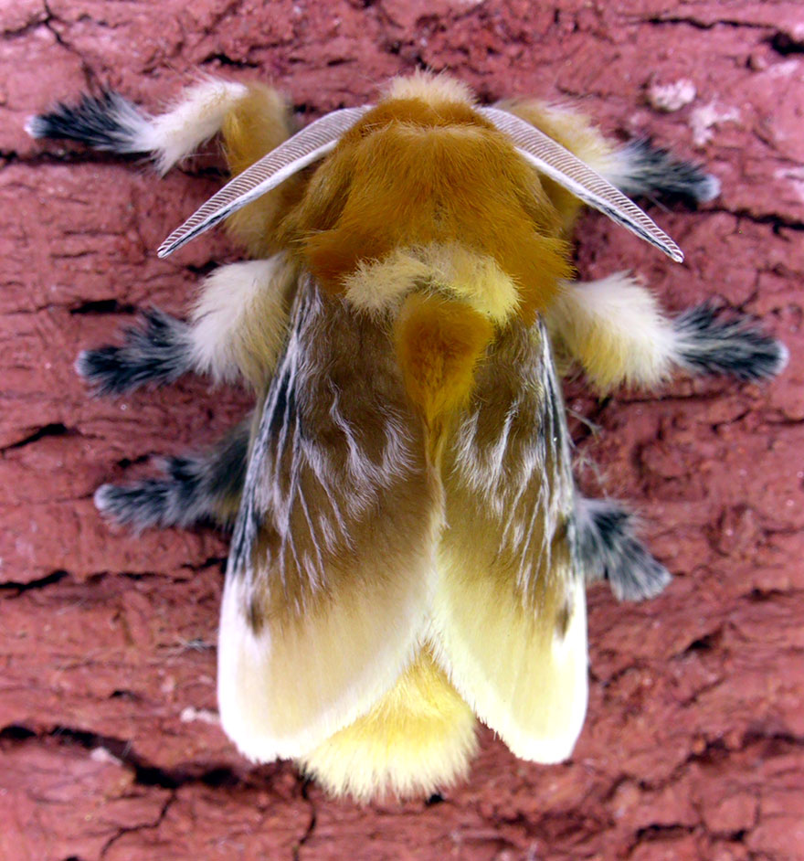 megalopyge opercularis 绒蠹 ,英文名是 flannel moth 