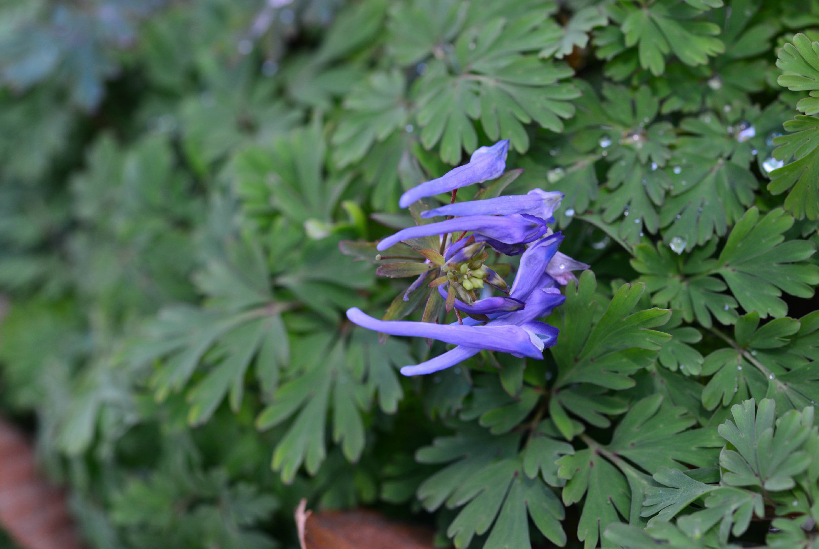紫葳科常见植物图片