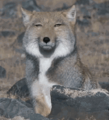 狐狸gif表情包可爱图片