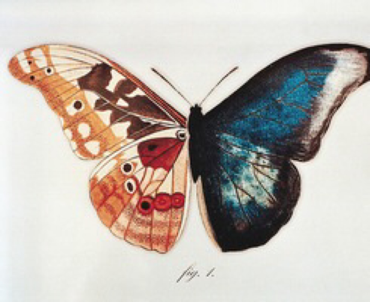 阴阳蝶标本图片