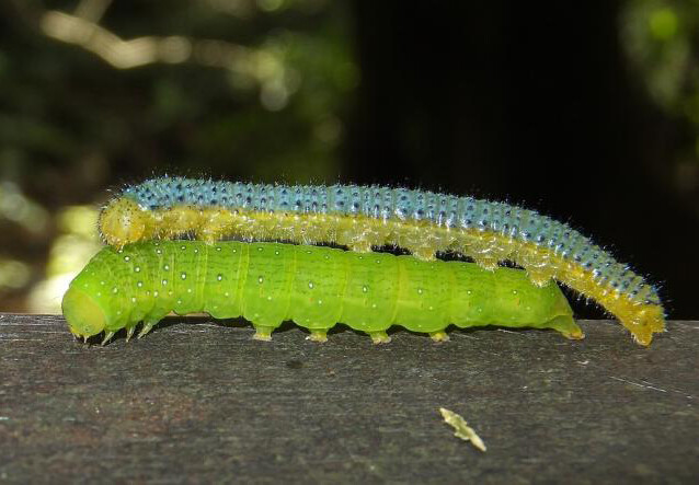 飞龙粉蝶talbotianaganum的幼虫上可能是某种夜蛾的幼虫下