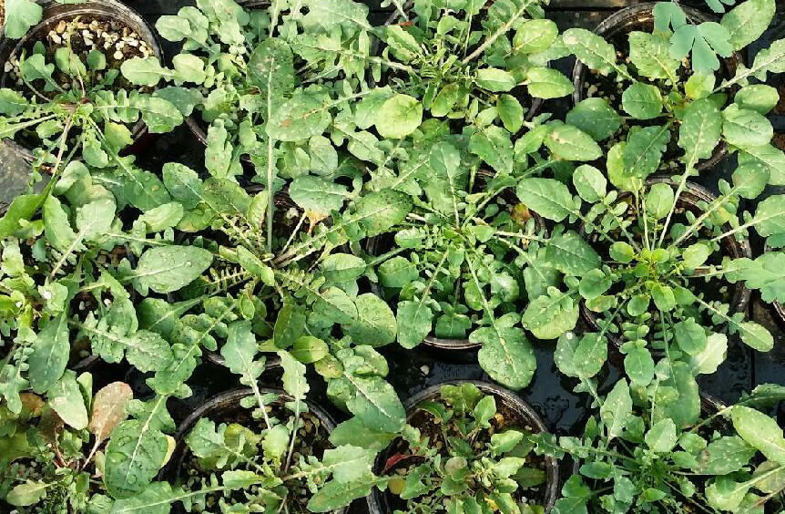 美丽月见草 oenothera speciosa ,柳叶菜科月见草属.