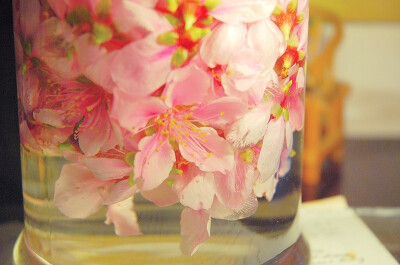 桃花酒●秋水:停杯替花语,不醉拟如何