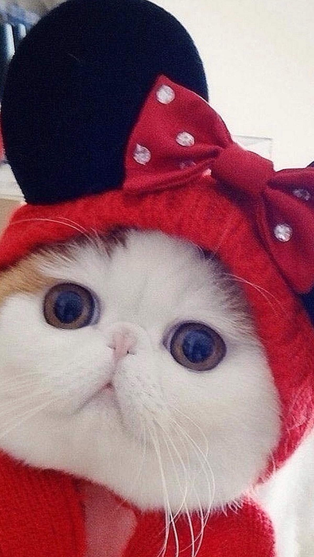 猫咪 萌宠