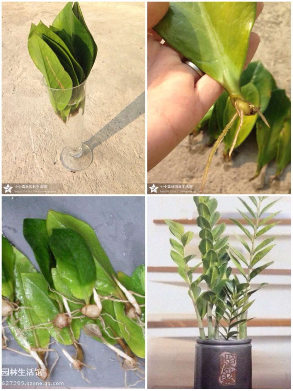 【种子变盆栽教材——金钱树】 1.