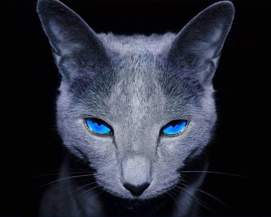 蓝猫- 堆糖,美图壁纸兴趣社区