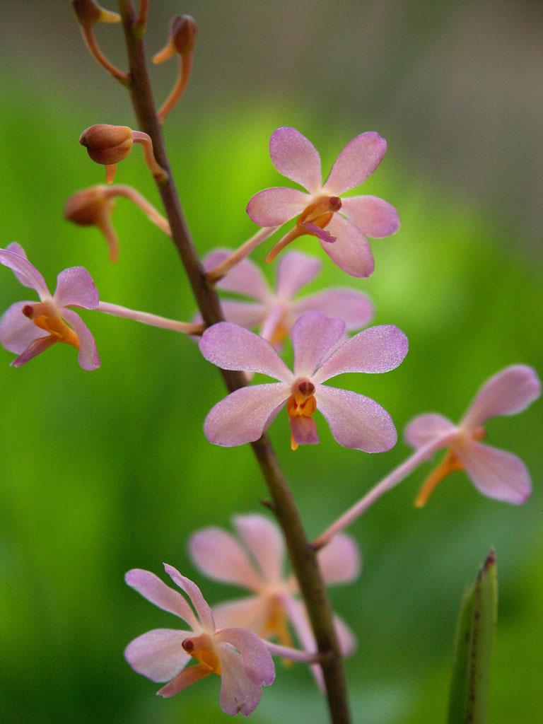 小花万代兰杂交鸟舌兰vandacoeruleascensxascocentrumampullaceum