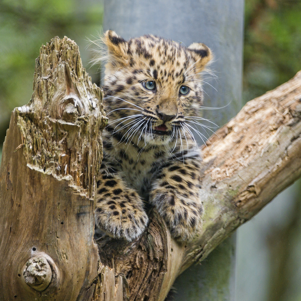 小花豹～在断树上叫唤麻麻?