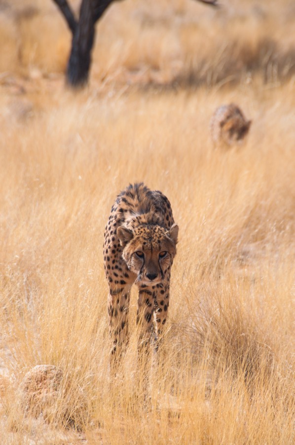 潜伏!猎豹!随时准备起跑