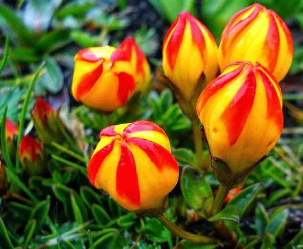 厄瓜多龙胆(gentianella hirculus),龙胆科假龙胆属,多年生草本植物.