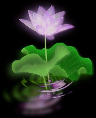 莲花