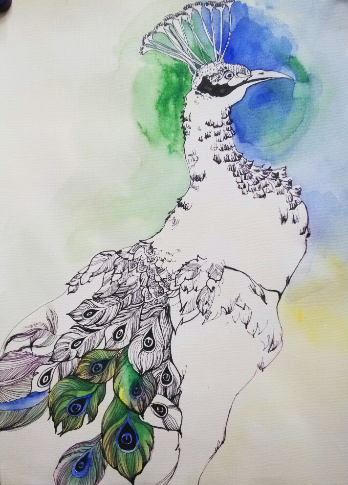 孔雀临摹水彩练习