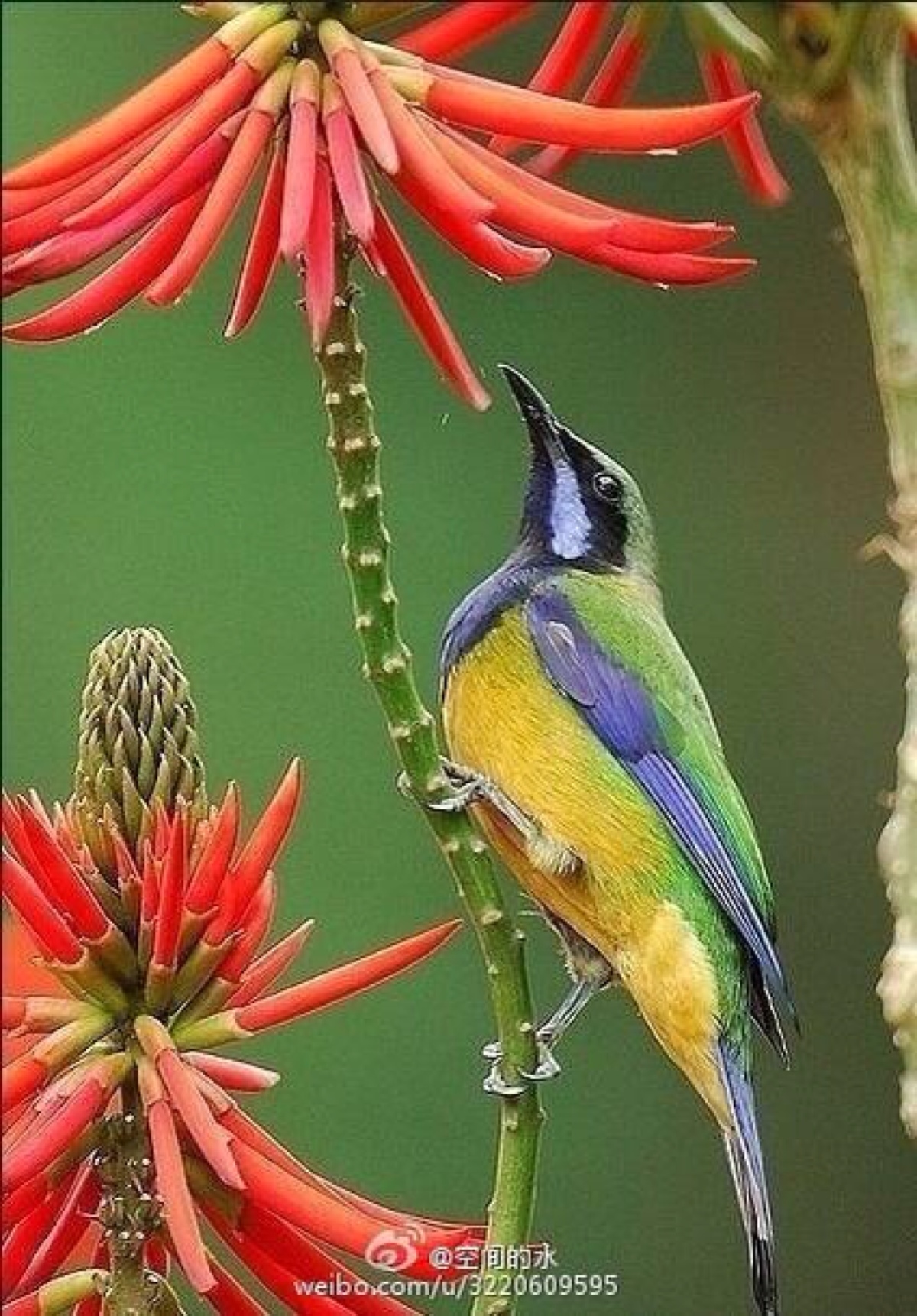 花鸟- 堆糖,美图壁纸兴趣社区